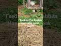 GET A SNEAK-PEEK of my “Rabbit Hay” video!!!🐰🌾👍