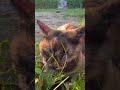 サビちゃんをなでなでした時の表情がたまらなく可愛すぎる。#猫動画ショート