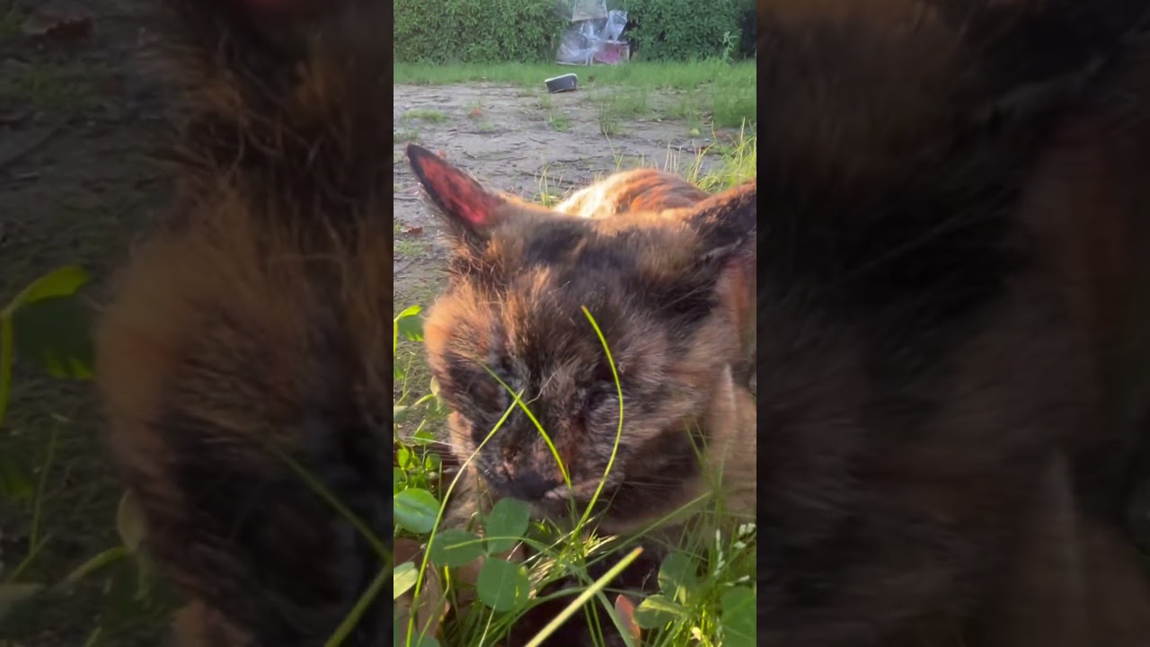 サビちゃんをなでなでした時の表情がたまらなく可愛すぎる。#猫動画ショート