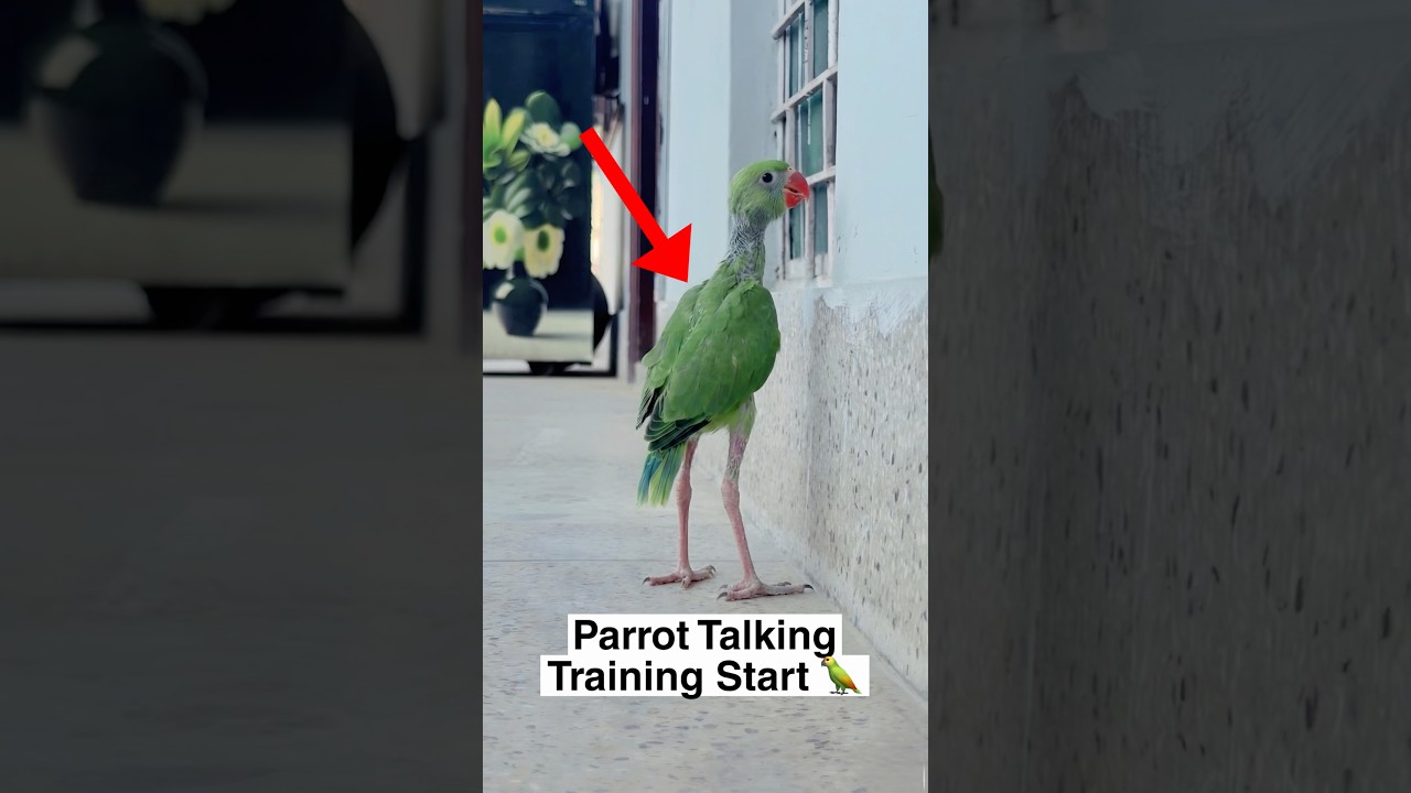 Parrot Talking Traning Shuru 🦜