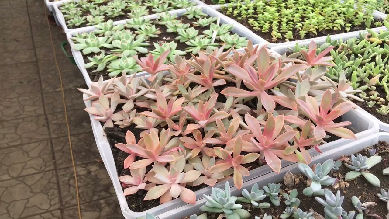 Граптоверия Фрэд Айвс (aff. Graptoveria cv. Fred Ives)