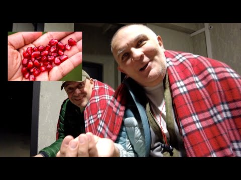 კოვზით თუ "რაძგვანით"? - როგორ უნდა ჭამო ბროწეული