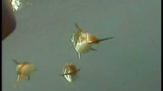 Dolphins - Help To End The Keeping Of Dolphins In Captivity