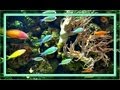 ♒ Aquarium Meditation - 1 Hour (with Music)