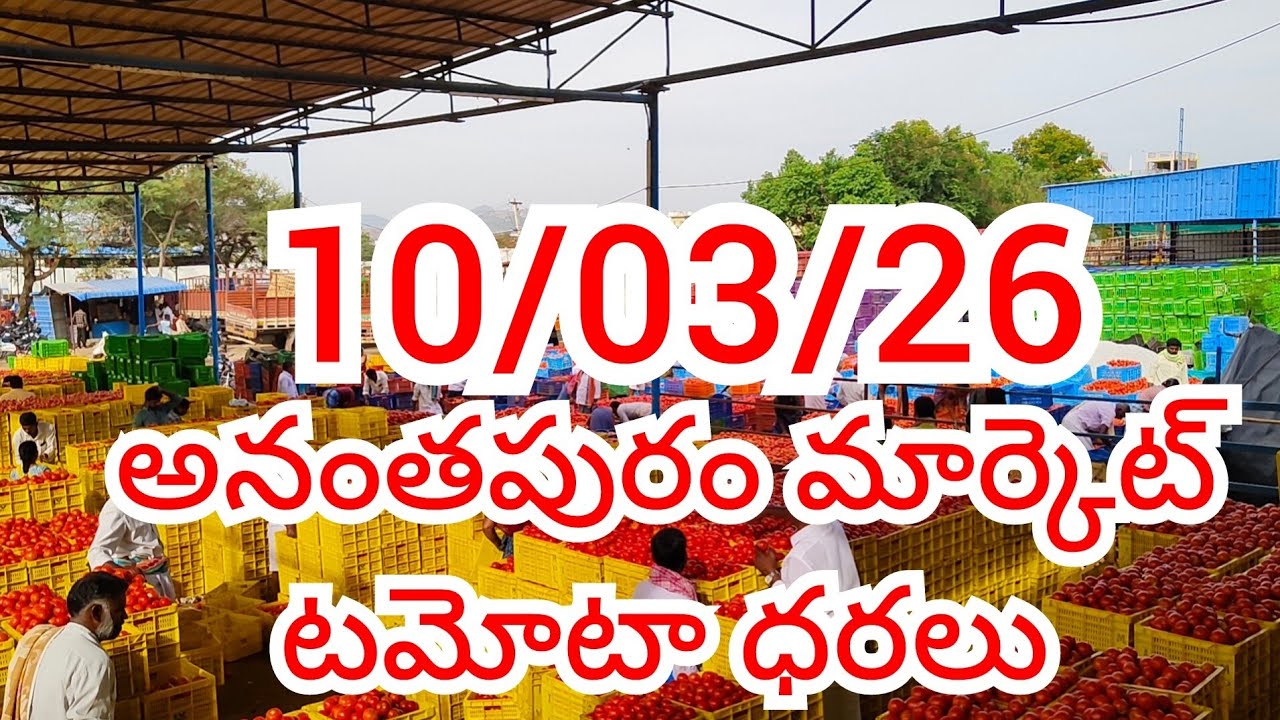 10/03/26 అనంతపురం టమోటా ధరలు Ananthapuram tomato market prices today #ananthapuram