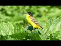 Black Headed Yellow Wagtail Motacilla Flava Feldegg Male Singing Bulgaria Black Headed Yellow Wagtail Motacilla Flava Feldegg Male Singing Bulgaria