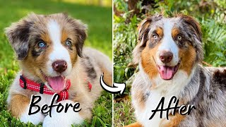 My Australian Shepherd Puppy Growing Up | 2 Months to One Year Old TimeLapse