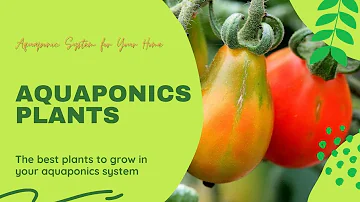 Vad är Aquaponisk odling?
