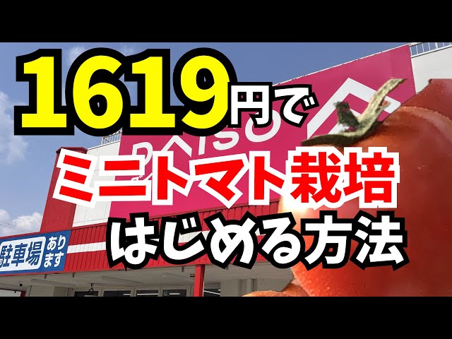 How to start growing cherry tomatoes for just 1619 yen - YouTube