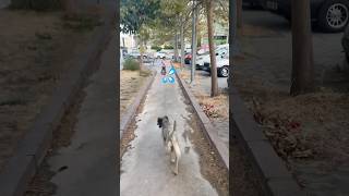 Köpek Bilge’yi Kovalıyor😂 Şfetbeniöneçıkar