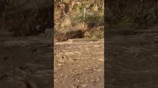 السيول تضرب انهار شمال ايران وتجرف اسماك السلمون