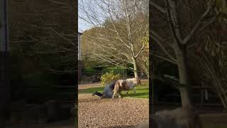 Man Gets Dragged by Tiny but Mighty Miniature Horse
