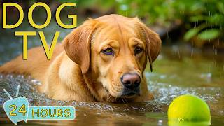 DOG TV: Ultimate Videos to Prevent Boredom & Reduce Anxiety All Day Long for Dogs - Music for Dogs