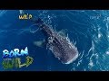Born to be Wild: Documenting the whale sharks of Southern Leyte