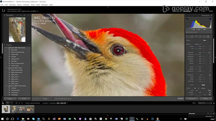Lightroom Editing Series - Advanced Wildlife Raw Processing