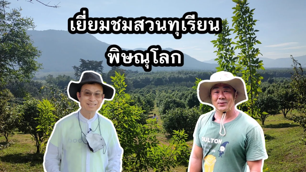 พาชมสวนทุเรียน พิษณุโลก