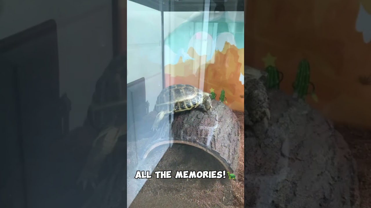 Crush’s cage!💚🐢🥲