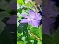 @-earth.plants-animals Vinca major,greater periwinkle,mëtriku i madh🌱🍃