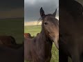 Horses and a supercell in Wyoming