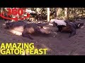 Extraordinary gator feeding frenzy in 360