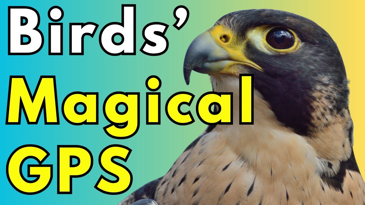 How Birds Navigate: The Biological GPS Explained