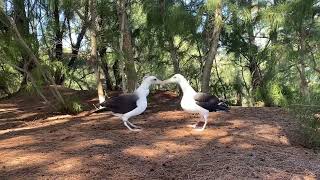 Laysan albatross courtship dance