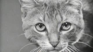 Behind the Lens: A Camera Goes to College (1940) Behind the Lens: A Camera Goes to College (1940)