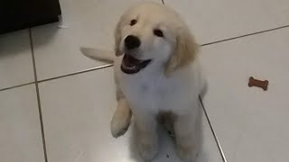 De 3 Mêses Com Soluço