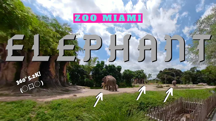 Elephants! - Zoo Miami - Full 360° VR Experience!