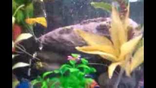 Download Lagu 75 Gallon aquarium And It's Growing Again