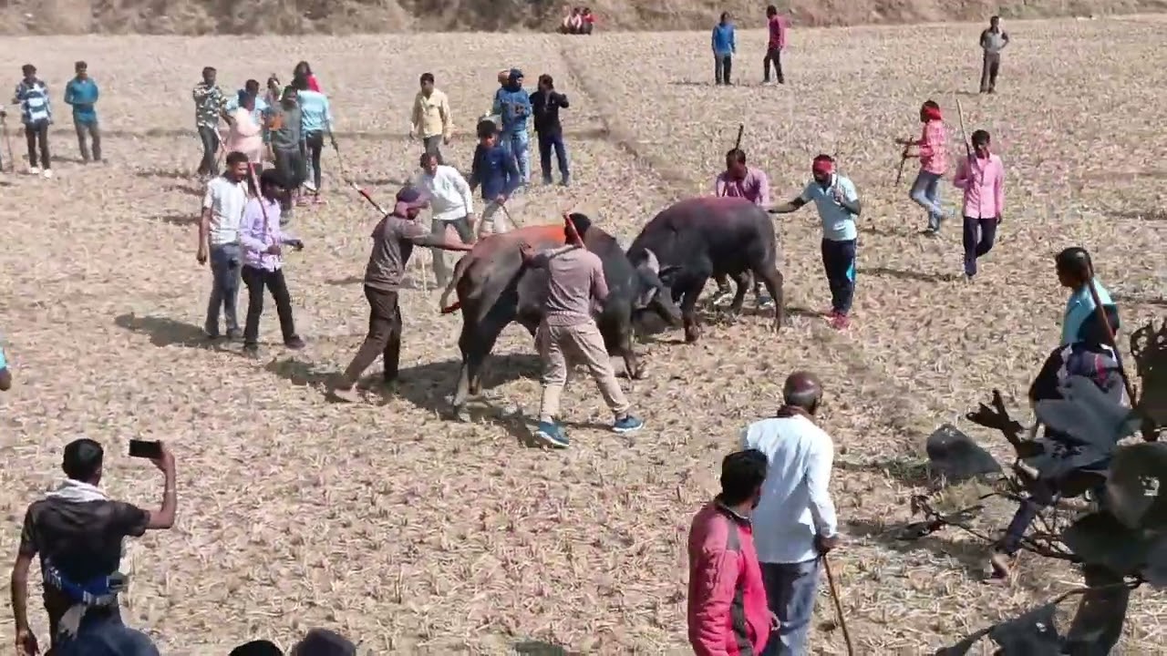 বিরাট কাড়া লড়াই