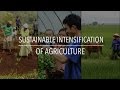 FAO Policy Series: Sustainable Intensification of Agriculture