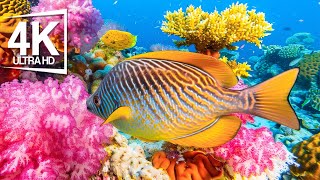 The Best 4K (ULTRA HD) Aquarium - The World Of Sea Jellyfish, Best Aquarium Tour Ever