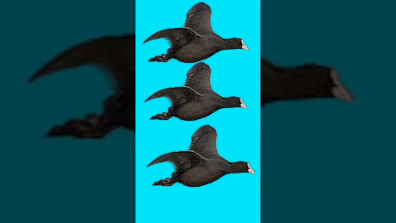 Coot Bird Call, Coot Bird Voice 