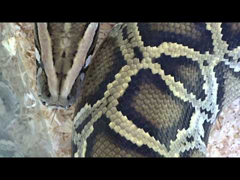 lengua viperina a camara lenta  Snake tongue to slow camera (piton molurus)
