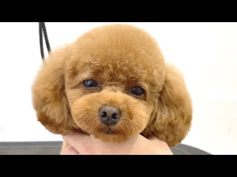 【トリミング】すっきり小顔に✂︎トイプードル　poodle grooming