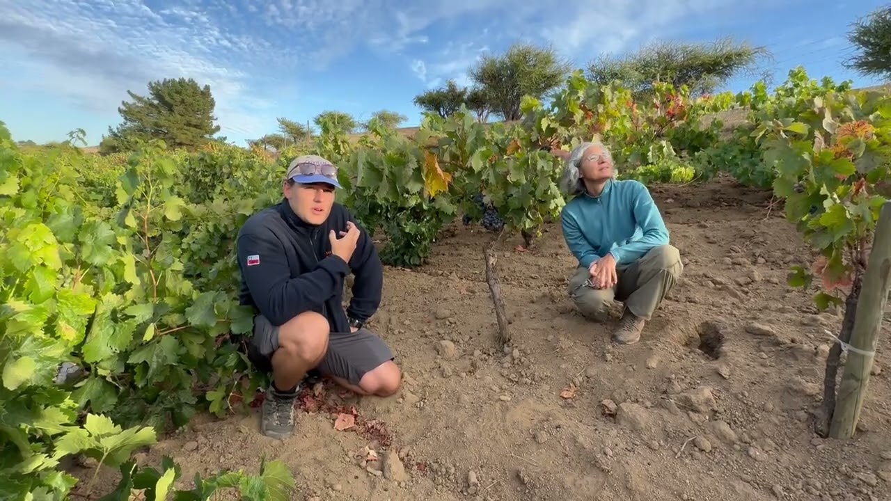 Truquilemu VineyardEmpedrado – Maule ValleyCarignan Field-blend