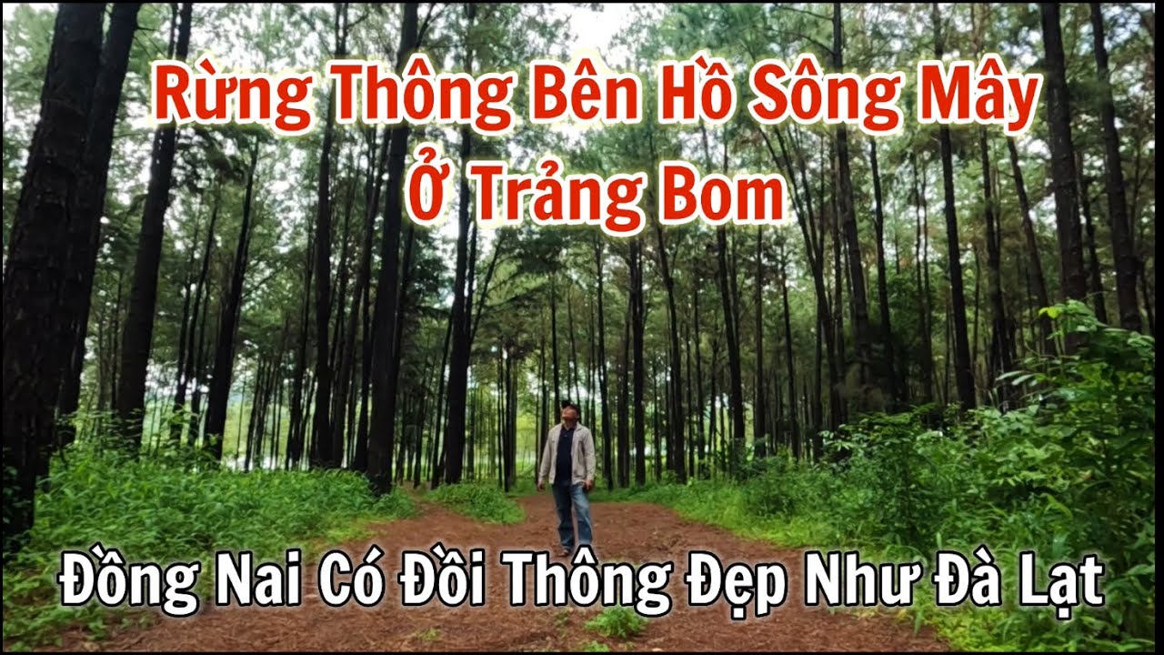 Đi tìm đồi thông thơ mộng bên hồ Sông Mây ở Trảng Bom Đồng Nai.