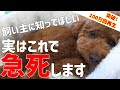 【必見】飼い主の多くが知らない犬が死んでしまう出来事