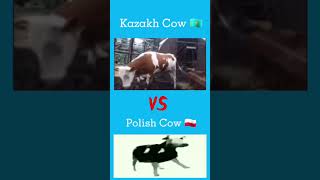 Kazakh Cow Vs Polish Cow