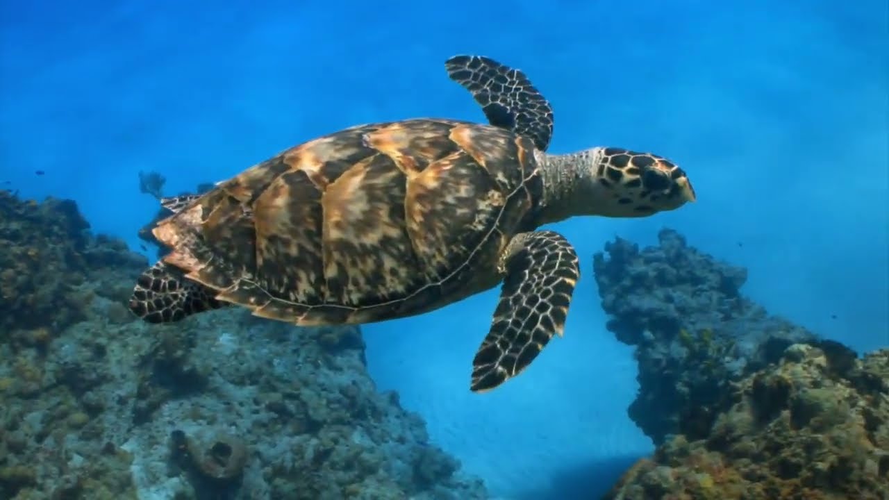 Egofil (Melkemannen og Ruskammeratene)