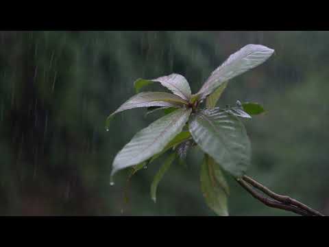 Relaxing Piano Music and Rain Sounds for Sleeping Fast and Reducing Stress Instantly