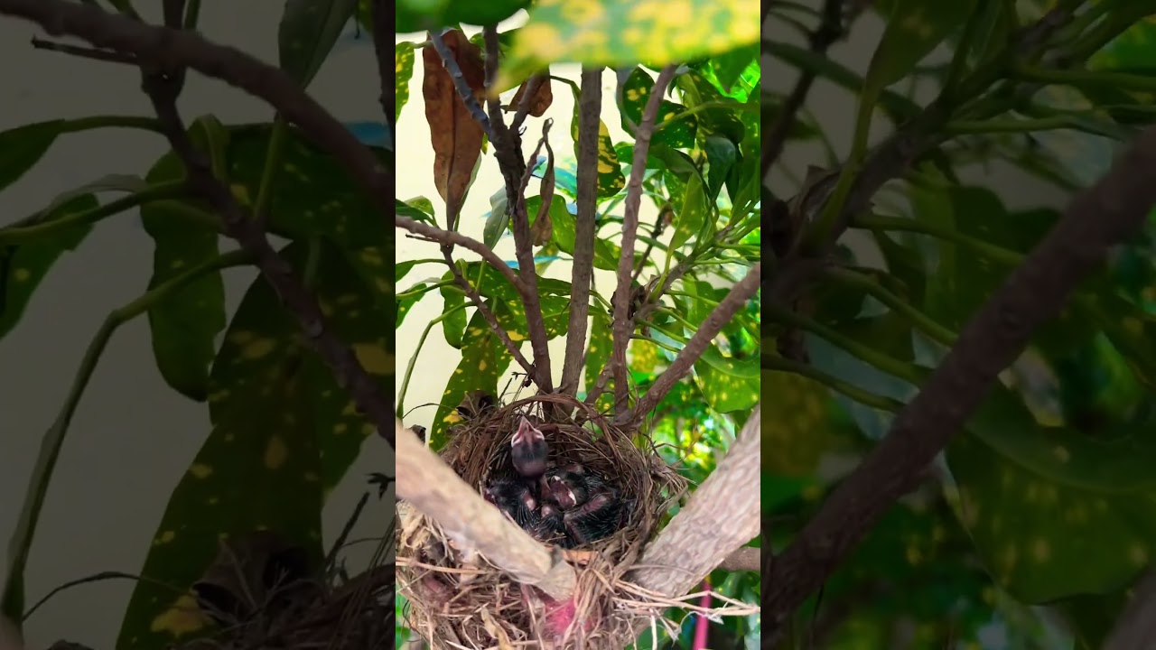 A sparrow gave birth to young ones in our Garden and also made her nest.. 