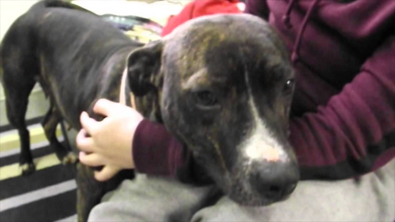 Dogs of the Cattaraugus SPCA YouTube