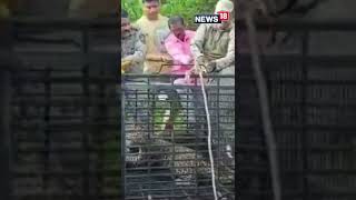 Viral Video | Animal Videos | Leopard Rescued By Forest Officials From Open Well | #shorts | #viral