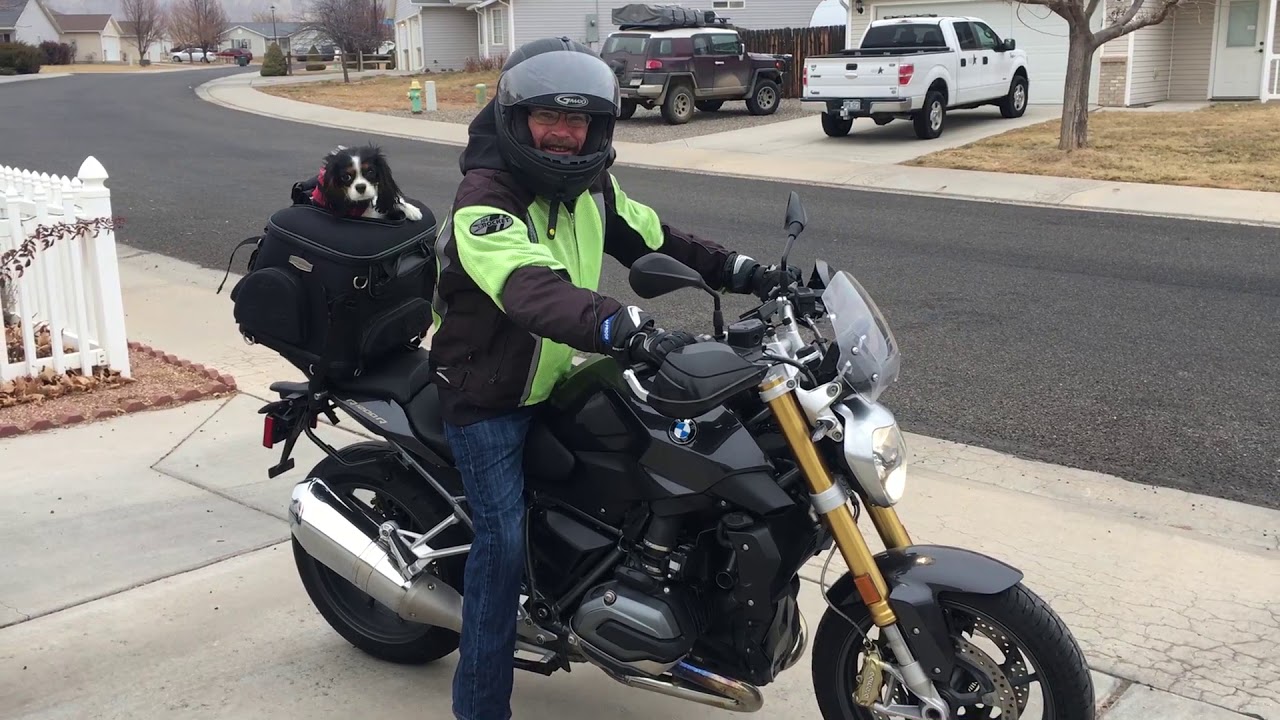 A Dog on a Motorcycle YouTube