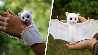 Cute Exotic Animals You Can Own As Pets