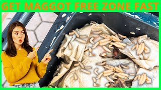 How to Kill Maggots Fast and Safely in 3 Simple Steps Information