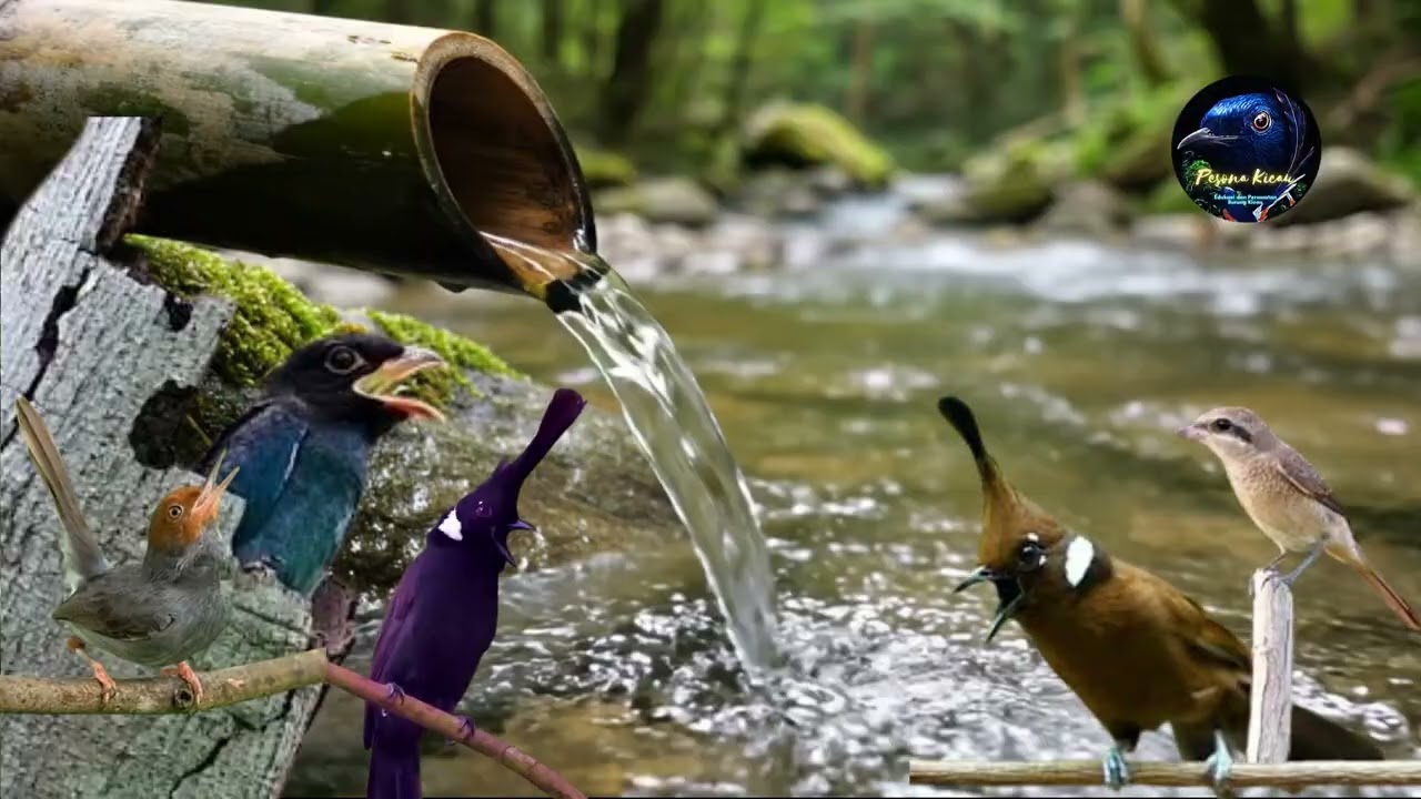 MASTERAN Murai Batu Tengkek Buto, Cililin, Pentet Macan, Prenjak Gaco Sepeed Rapat - Pesona Kicau