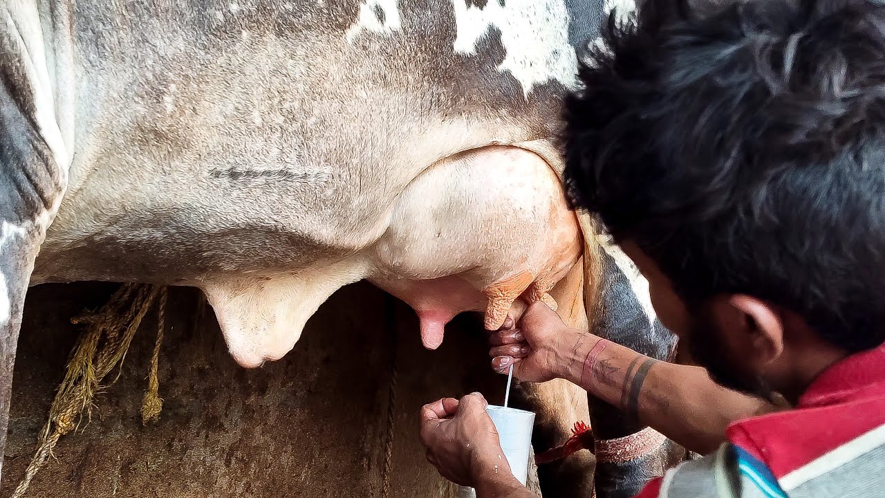 Cow Milking First Time After Calf Born | Cow Milking | Best Milking Cow | Cow Milking By Hand